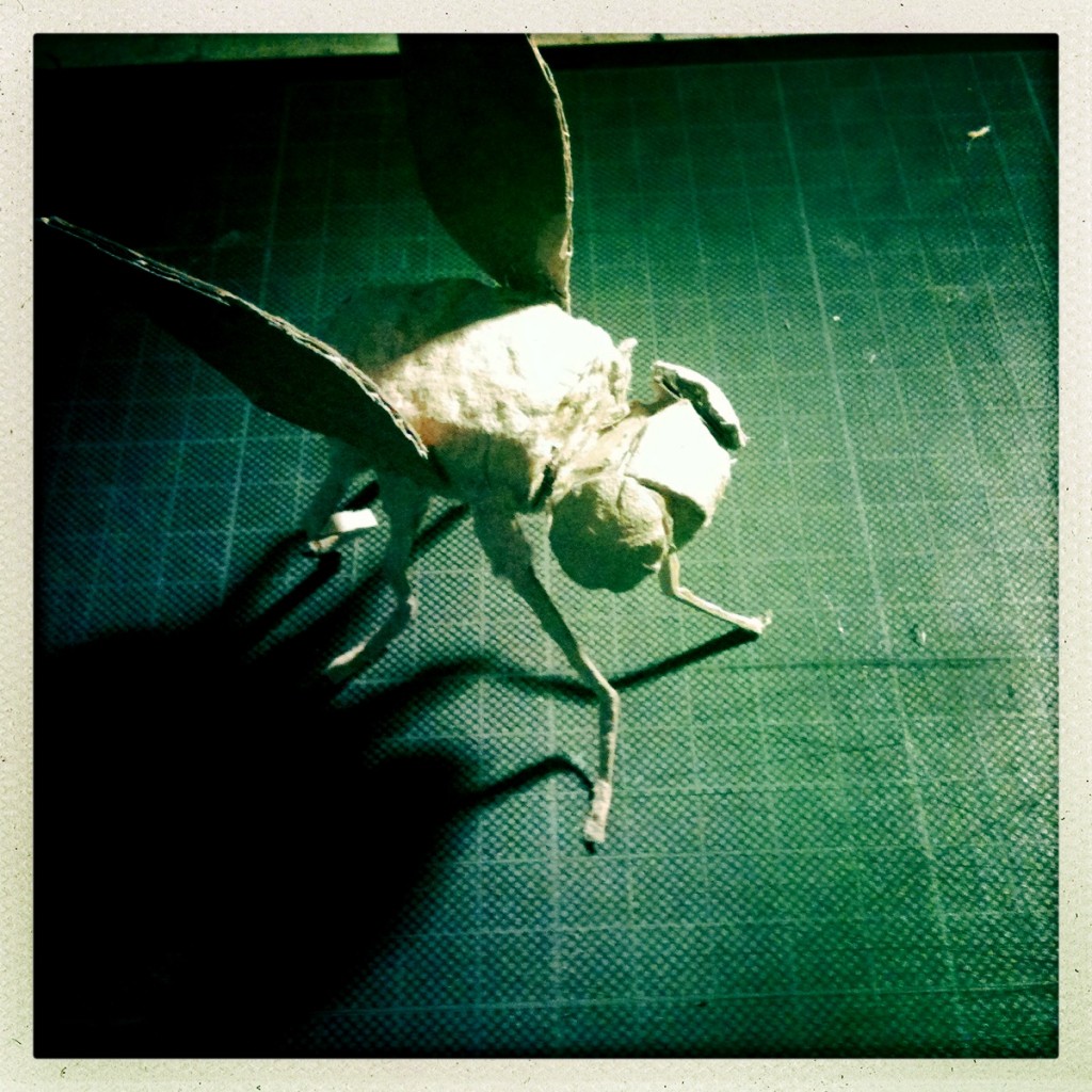 One of the cardboard flies...ZZZzzzzz